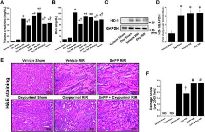 Oxypurinol protects renal ischemia/reperfusion injury via heme oxygenase-1 induction